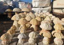 Pískovcové houby